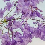jacaranda